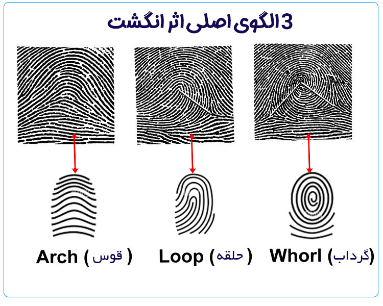 3 پترن اصلی اثر انگشت