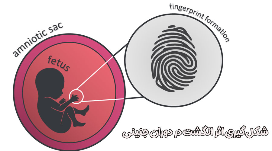 شکیل گیری اثر انگشت در دوران جنینی